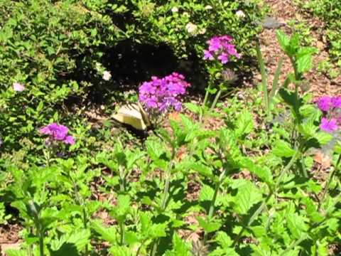 flowers for algernon Eastern Tiger Swallowtail Feeding on Verbena - June 22, 2013