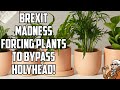 Brexit Madness Means Welsh Potted Plants Face 1400-Mile-Trip!
