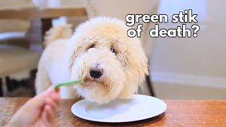 Dog Reviews Food | Floof Dog vs Taste Test #1!
