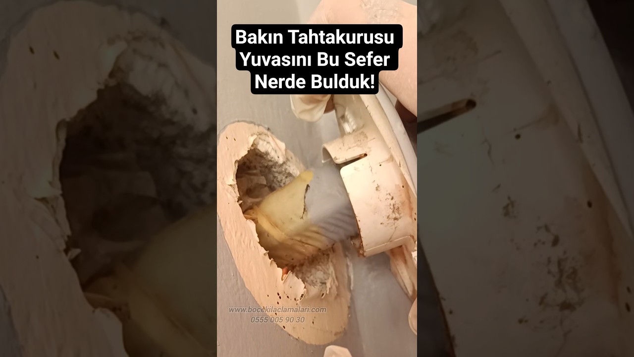 Tahtakurusu Tek Bir Yöntemle Bitmez!Doğru Uygulama Şart!