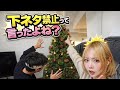 【放送事故】クリスマスツリー作るだけなのに下ネタ多すぎる彼氏