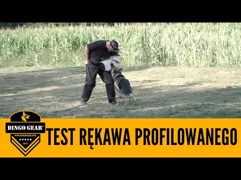 Wideo: Szkolenie Schutzhund dla owczarków niemieckich