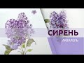 Как писать сирень акварелью