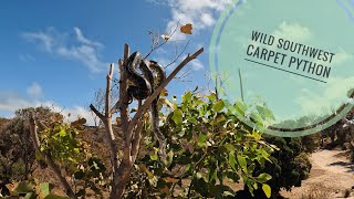 Famous Wild southwest Carpet python - yanchep Wealth