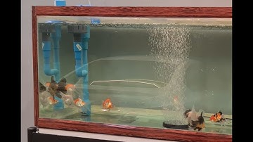 จุดที่แก้ไข : แบบนึกไม่ถึงจากประสบการณ์ประดิษฐ์ overflow กาลักน้ำ ตู้ปลาขนาด 48 นิ้ว กรองล่าง