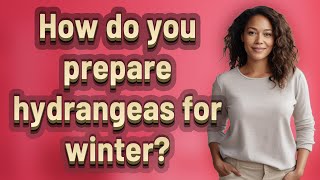 How do you prepare hydrangeas for winter?