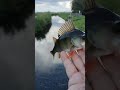 Beautiful Perch #shortvideo #fishing