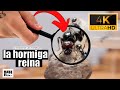 Mudanza de HORMIGAS a hormiguero con cuevas | El Mundo de las Hormigas