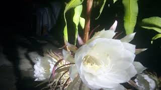 Awesome flower footer scene Night queen