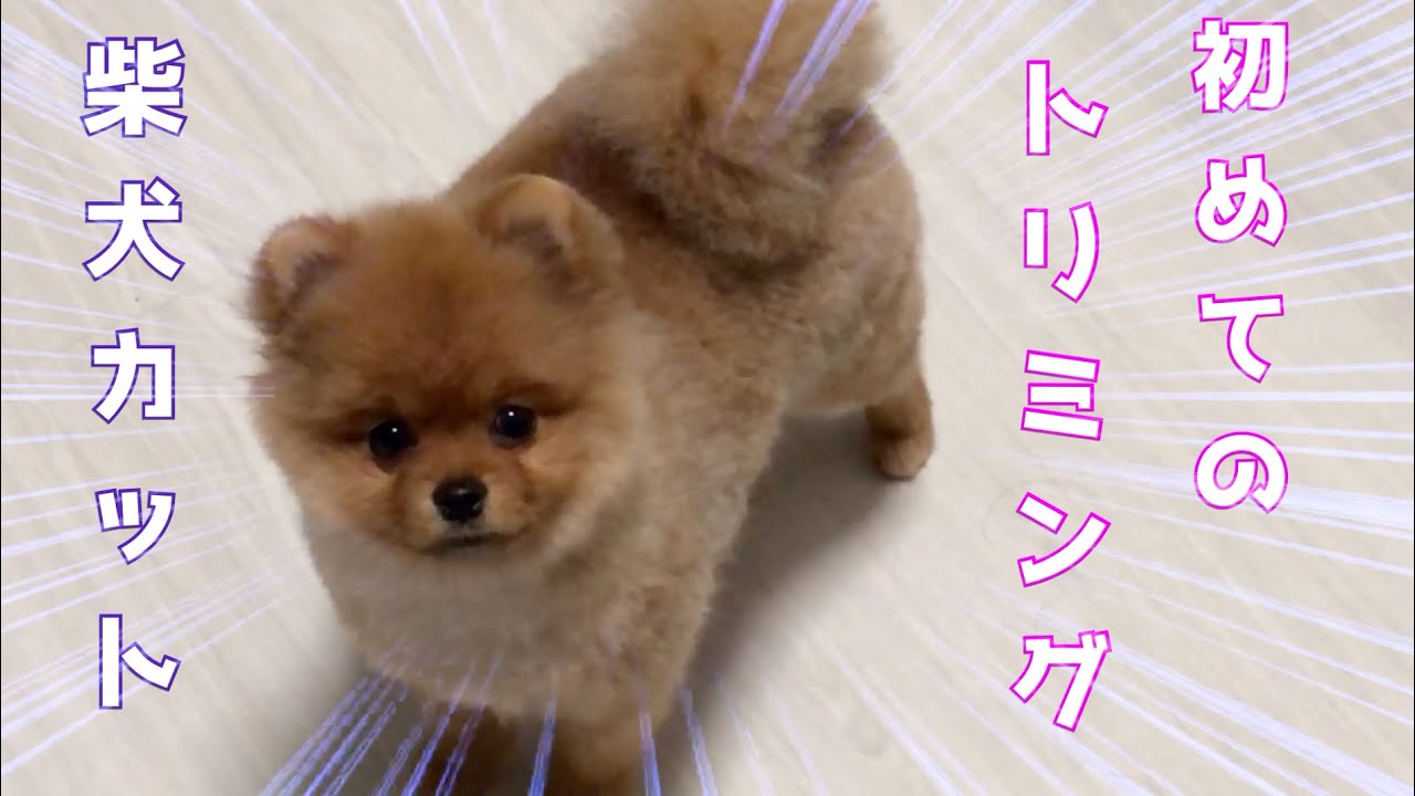 ポメラニアンの初トリミング 柴犬カット がモフモフすぎた Pomeranian Grooming Youtube