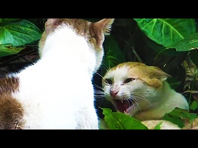 Angry Cat - Street Fighting Cats