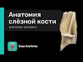 Анатомия слёзной кости