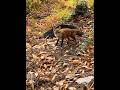 Un magnifique renard  une scne incroyable corsica hunting wildboar