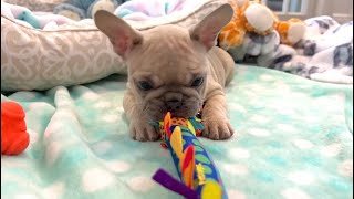 Tulip the Lilac Fawn French Bulldog Puppy and her toy