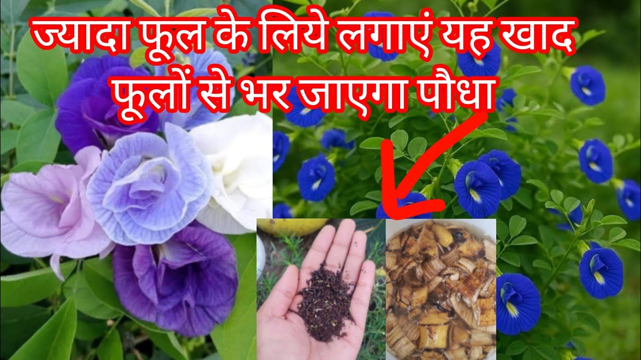 Aprajita me jyada phool kaise laye! blue pea plant beautifully #garden #youtubevideo