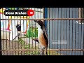 Pancingan Cendet Susah Bunyi Dijamin Nyaut Dan Ikut Gacor Nyerang Mp3 - Mp4 Download