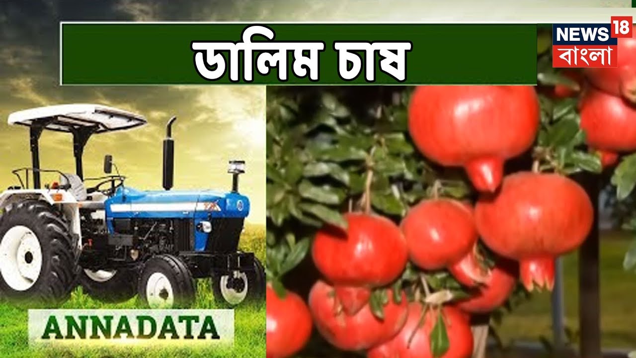 Sirdhartha Sen-এর ডালিম চাষের অভিজ্ঞতা