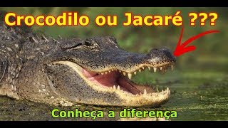 Featured image of post Jacar Vs Crocodilo Tamanho Todos os crocodilos apresentam o quarto dente do maxilar inferior os dentes t m todos o mesmo tamanho e nenhum deles aparece com a boca fechada