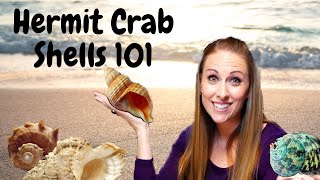 Hermit Crab Shells 101