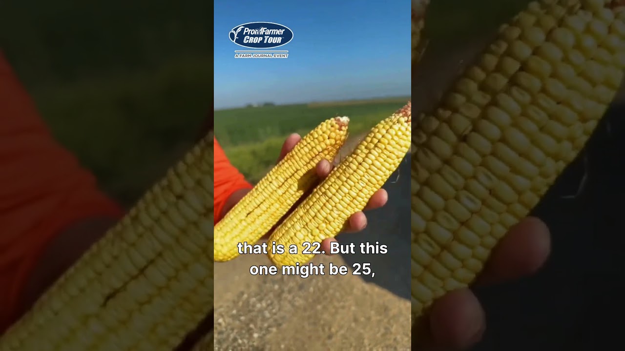 Chip Flory Sees 3 Distinct Growth Stages in Northwest Iowa Field 