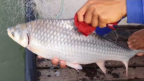 Đúng là Sông Tiền Thật nhiều cá cóc to () the big toad fish