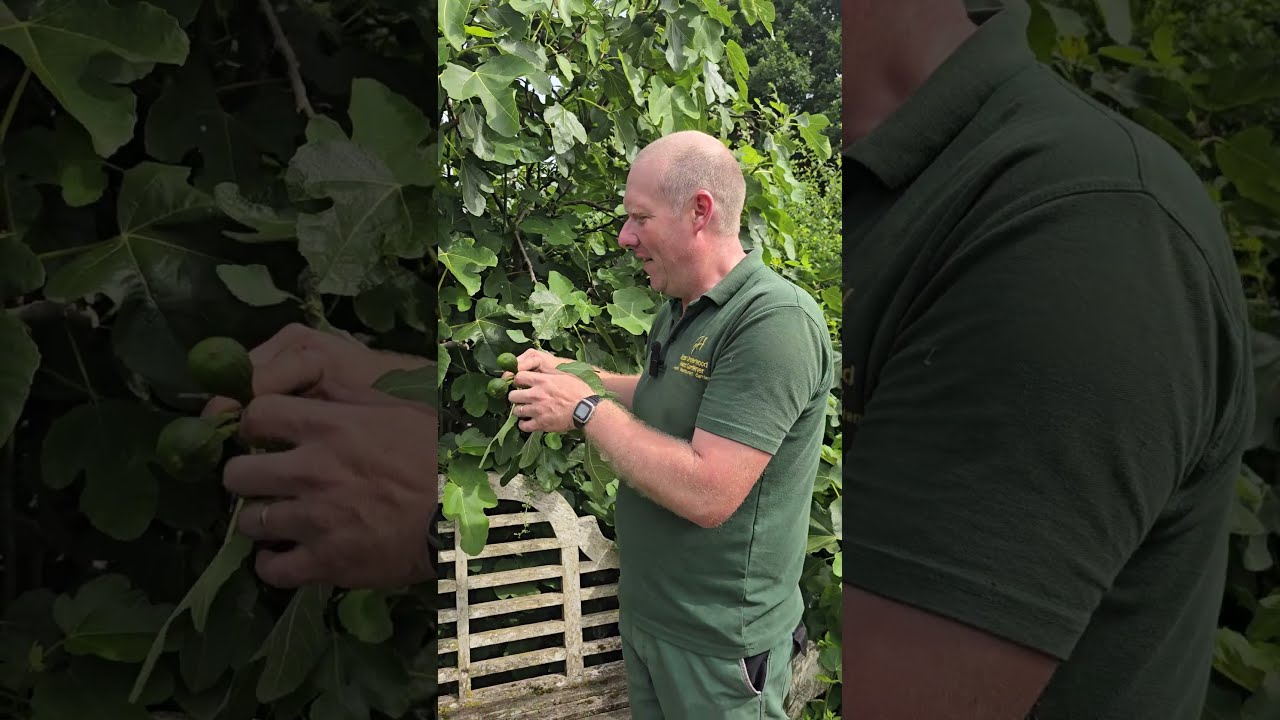Figs In Summer At Goldstone Hall Hotel Gardens Gardening Fruit