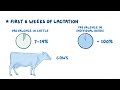 Ketosis in cattle