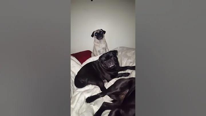 Funniest dogs