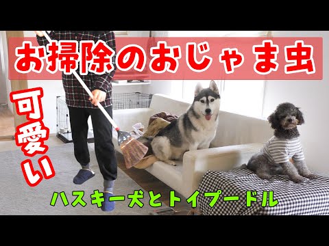 お掃除おじゃま虫のハスキー犬とトイプードルが可愛い Husky And Poodle Youtube