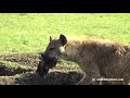hyena mum protecting her little cute hyena baby