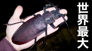 I caught Titanus Giganteus in the South American forest!