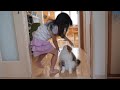 娘達だけでお泊りした翌日、じっと玄関で待っていた猫に飛びつくと…