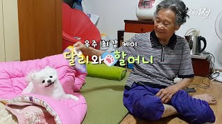 [Eng Sub] Off the chart chemistry Dog 'Darly' and her granny