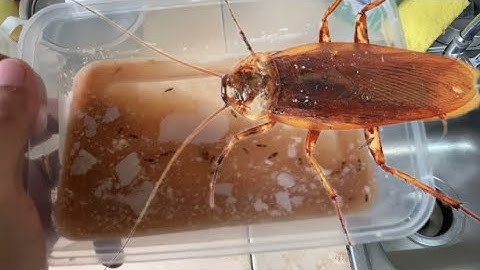DIY Cockroach Traps!!😱👍👍