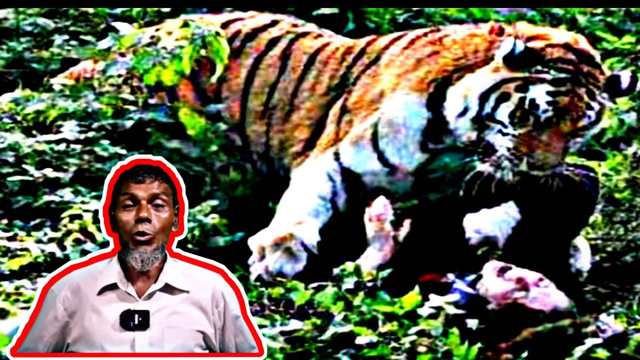 সুন্দরবনে বাঘের সাথে মানুষের লড়াই । Tiger Attack In Sundarban । Tiger
