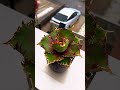 雨の日アガベ