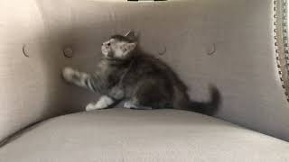 Maine Coon Kitten 7 Weeks old playing and hopping around on Chair with Sister  Adorbs!