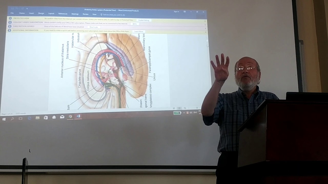 Neuroanatomy 85 ( Rhinecephalon , part 3 ) , by Dr. Wahdan - YouTube