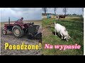 121 ursus a lni  sadzenie ziemniakw  co za le  odpowied na pytania o sery 