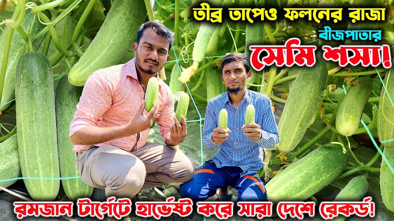 ফলনের রাজা বীজপাতার সেমি শসা চাষে তরুণ লাখপতি | উদ্যোক্তার খোঁজে