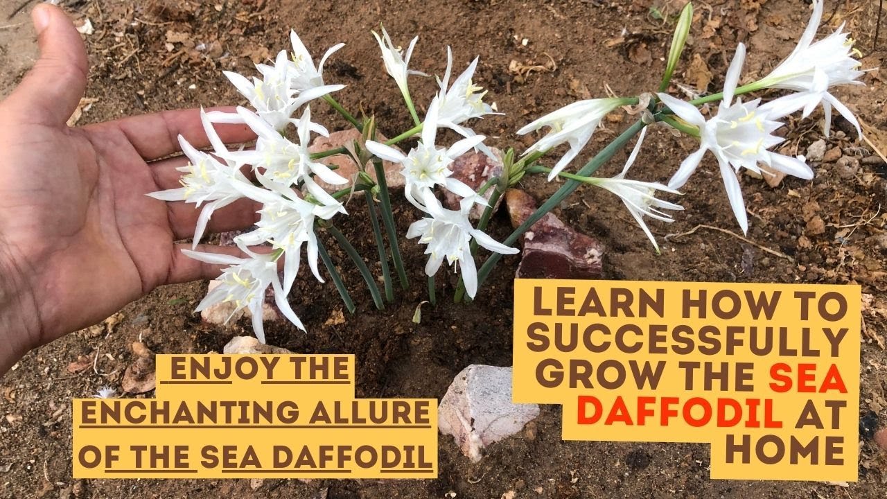 Seaside Elegance: Cultivating Sea Daffodils at Home 🌊🌼#daffodil # ...