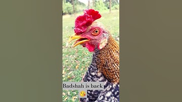 😊You Never Seen A Beauty Like That Before | Amazing😘#shorts #rooster #birds #youtubeshorts #youtube
