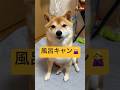リアクションが完全に人間🤣#柴犬 #豆柴 #shibainu #犬 #犬のいる暮らし #shorts