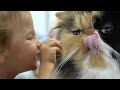 КОШКИ и КОТЫ Видео для Детей Выставка КОШЕК Смешные Животные Funny Cats and Kittens