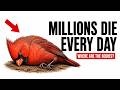 Why You Rarely See a Dead Bird — The Secret Way Birds Die