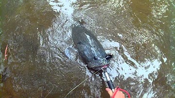 Murray Cod Surface Action