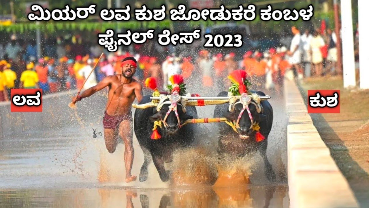 ಮಿಯರ್ ಲವ ಕುಶ ಜೋಡುಕರೆ ಕಂಬಳ ಫೈನಲ್ ರೇಸ್ 2023 ||Miyar lava kusha kambala Final Race 2023