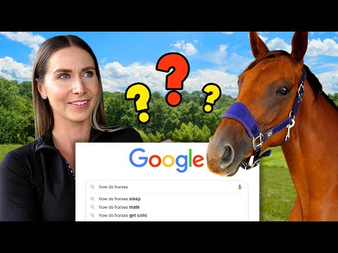 equestrian-answers-most-googled-horse-questions!