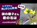 ヒマラヤの青いケシに挑戦｜番外編～謎の種子さんの正体が分かったよ【ベランダガーデニング】