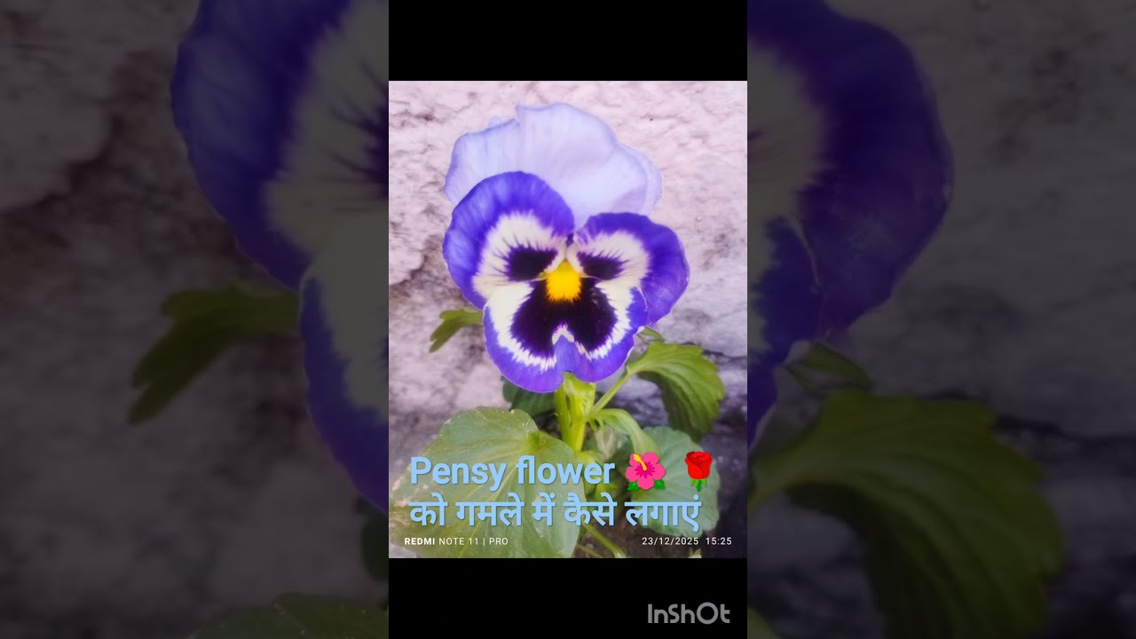 Pensy flower _ Pensy flower ko grow bag mai kaise lagaye